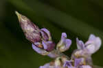 Sampson's snakeroot